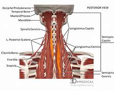 Image result for Cervical Spine Neck