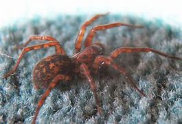 Image result for Funnel Web Spider USA