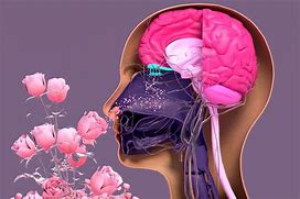 Image result for Smell and Memory