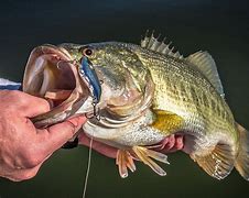 Image result for Bass Fish Pics