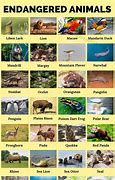 Image result for WWF Endangered Species List
