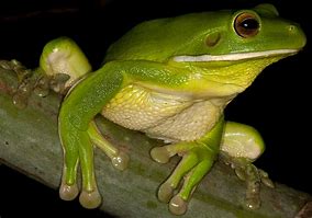 Image result for Daintree Tree Frogs