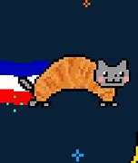 Image result for Nyan Cat IRL