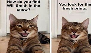 Image result for Cat Memes Dad Jokes