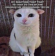 Image result for Cat Says Yes