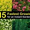 Image result for Fast Growing Plants at Home Gardening
