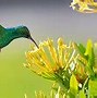 Image result for Nectar of a Flower