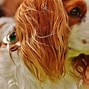 Image result for Pinterest Dogs Funny
