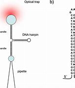 Image result for DNA Hairpin Common