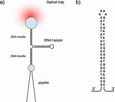 Image result for Hairpin Loop DNA