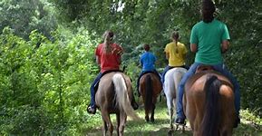 Image result for Horse Boarding & Training