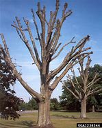 Image result for Quercus nigra