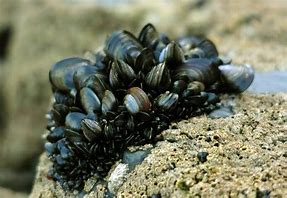 Image result for Mussel Animal
