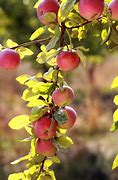 Image result for Apple Tree Branch