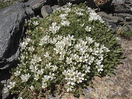 Image result for Arenaria tetraquetra