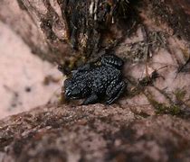 Image result for Pebble Toad