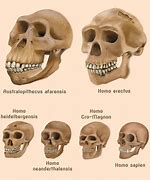 Image result for Neanderthal Human Skull