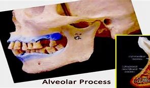 Image result for alveolad