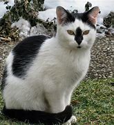 Image result for Bicolor Cat