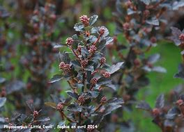 Image result for Physocarpus opulifolius Little Devil (r)