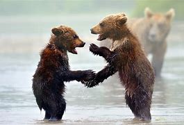 Image result for Bears Playing