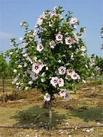 Image result for Hibiscus syriacus   Red Heart