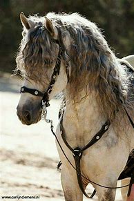 Image result for Horse Animals HD