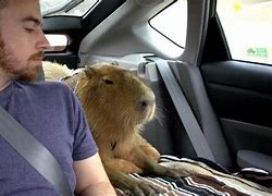 Image result for What Is the Biggest Hamster in the World