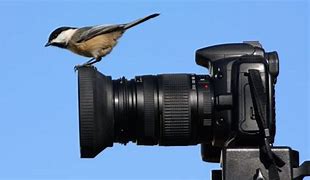 Image result for Bird with Vlogging Camera