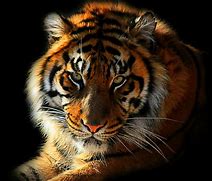 Image result for Gambar Harimau Gagah