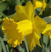 Image result for Narcissus obvallaris