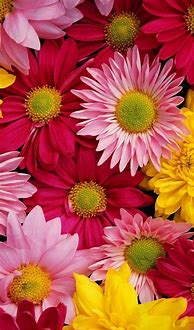 Image result for iPhone Flower Wallpaper HD