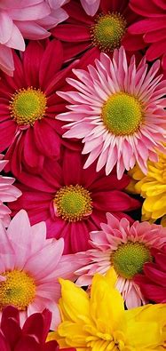 Image result for Floral iPhone 8 Plus Wallpaper