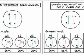 Image result for Homozygous Allele Pair Example