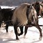 Image result for Smallest Draft Horse Breeds