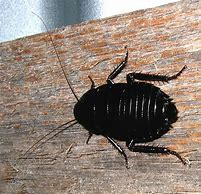 Image result for Roach