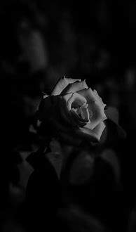 Image result for White Rose iPhone