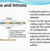 Image result for Exons and Introns in DNA