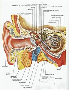 dermatite nell orecchio interno come sentire meglio dermatite nell orecchio interno come sentire meglio