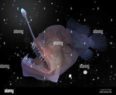 Image result for Angler Fish Bioluminescence