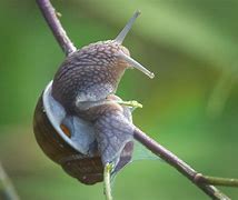 Image result for 1 Meter Long Snail