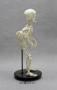 Image result for Dwarf Skeleton