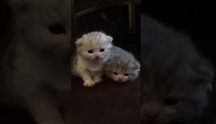 Image result for Scottish Fold Newborn Kittens