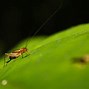 Image result for Colorful Crickets