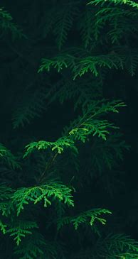 Image result for Green iPhone XR Wallpaper