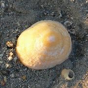 Image result for Caraquet Coquillage
