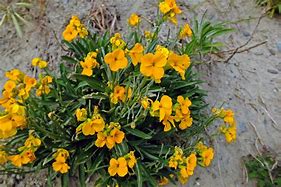 Image result for cheiranthus