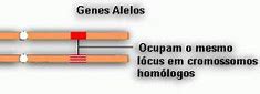 Image result for alelom�rtico