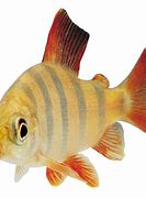 Image result for Tropical fish