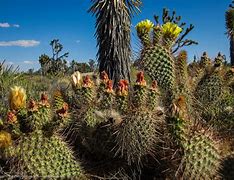 Image result for Cactus Tree Plant